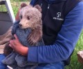 Ο ΑΡΚΤΟΥΡΟΣ θα φροντίσει ορφανό αρκουδάκι που βρέθηκε στην Καστοριά